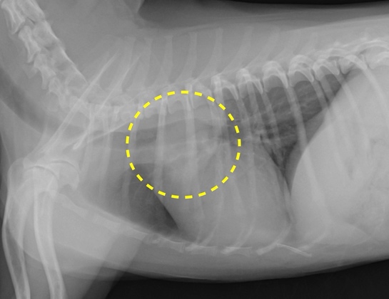 レントゲン検査にて認められた肺腫瘤